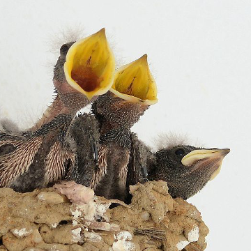 Jungvögel im Nest mit offenem Schnabel