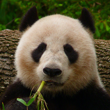 Pandabär kaut Bambus
